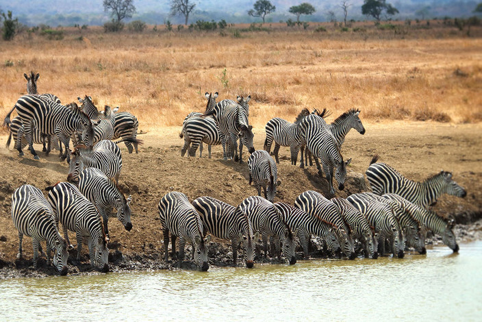 Zèbres au parc national de Mikumi