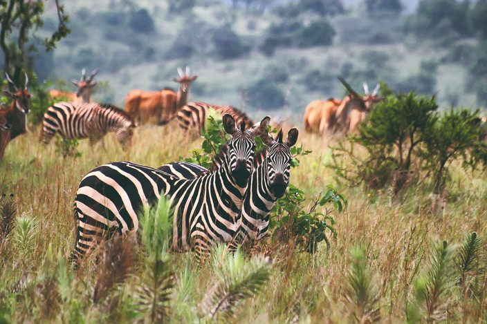 Transfert au parc national de l'Akagera depuis Kigali