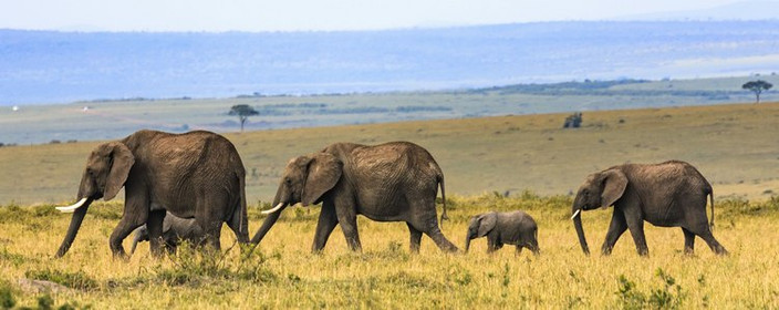 Départ du Serengeti pour Maasai Mara