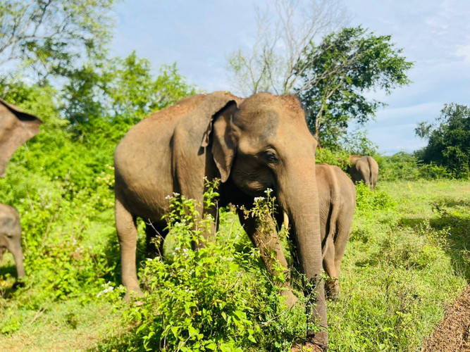 Direction de la vie sauvage du Sri Lanka