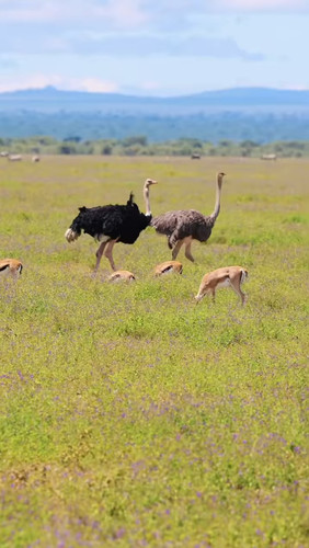 Karatu to Ngorongoro Conservation Area