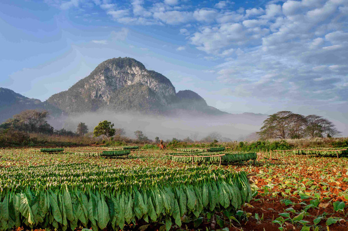 Vinales, région du tabac