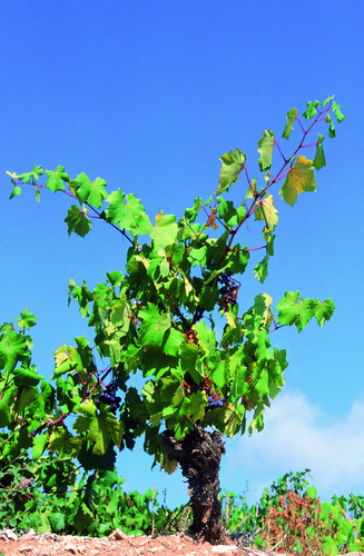 Decouverte des vins de Chypre