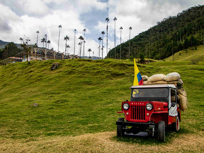 Alcalá - Vallée de Cocora - Salento - Filandia - Alcalá