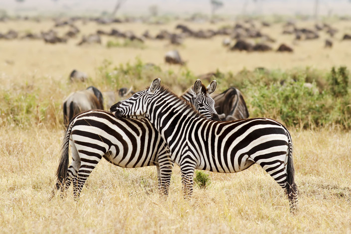 Masai Mara