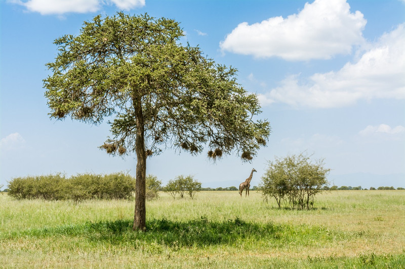 Arusha, Parc National de Tarangire