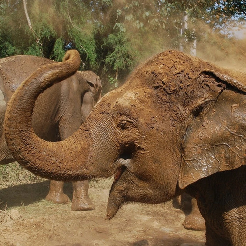 Elephant Heaven, Kanchanaburi