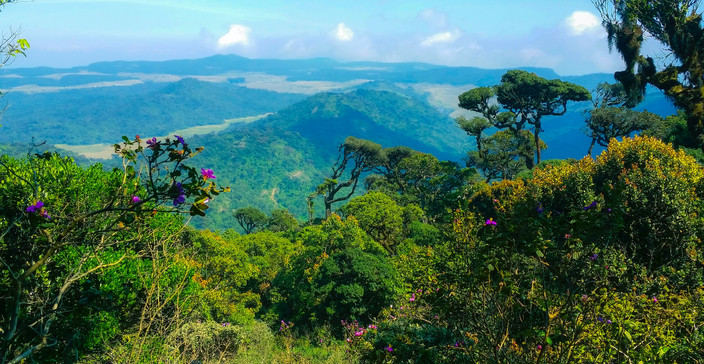 Ella - Nuwara Eliya (2h de train)
