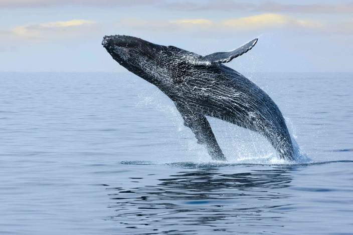 KALPITIYA : A la recherche des mammifères marins...