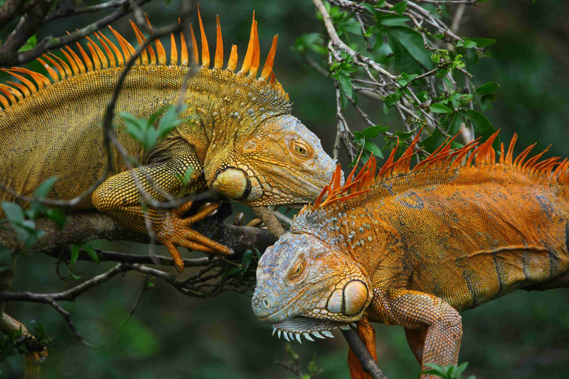 Arrivée au Costa Rica