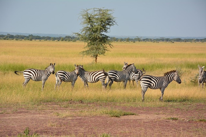 Parc national du Serengeti