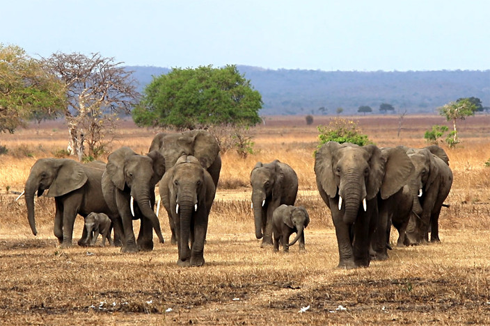 Éléphants au Parc national de Mikumi