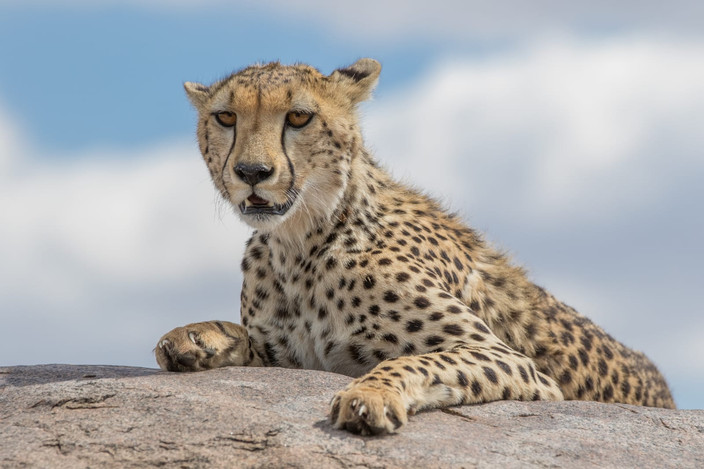Serengeti NP - FB