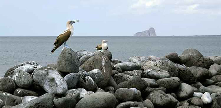 En route pour les Galapagos
