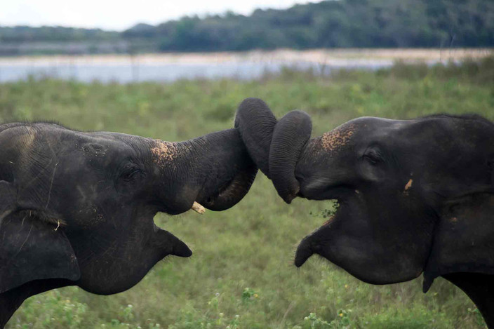 Ella et Udawalawe (3 h)