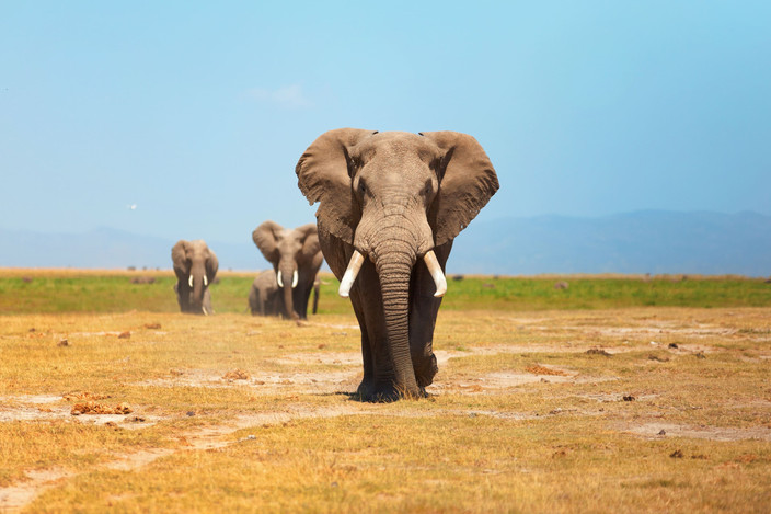 Lac Naivasha - Amboseli (5h30 de route hors pauses)