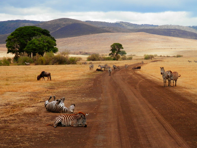 Tarangire National Park Gam Drive