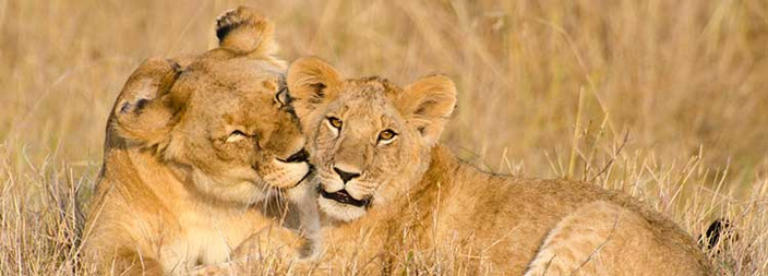 Parc national de Chobe