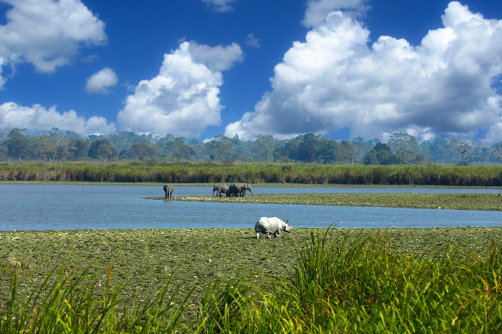 A Kaziranga