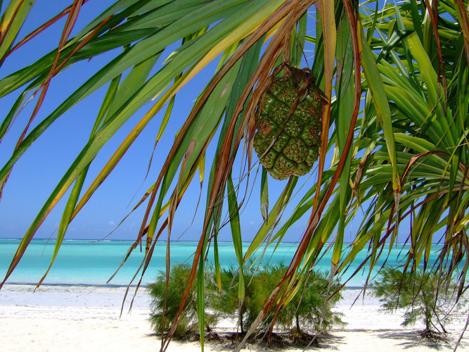 Vol vers Zanzibar