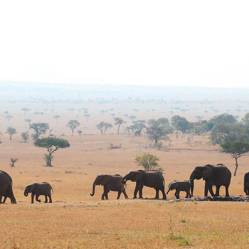 Découvrez le parc national du Tarangire