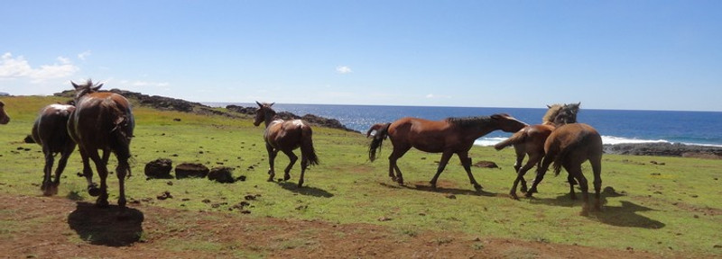 Les 7 explorateurs & Astronomie rapa nui