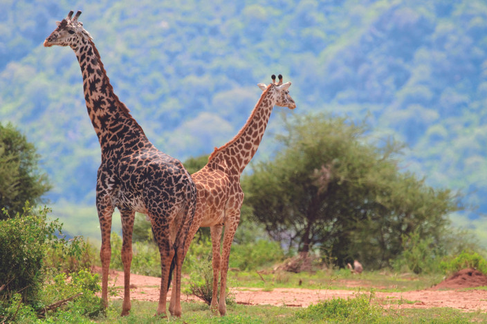 D'Arusha au parc national du lac Manyara.