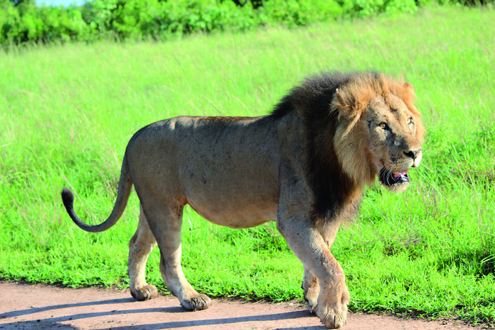 Safari matinal et transfert au secteur d'Ishasha.