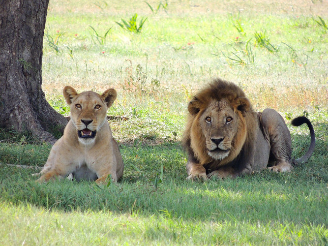 Parc national du Serengeti