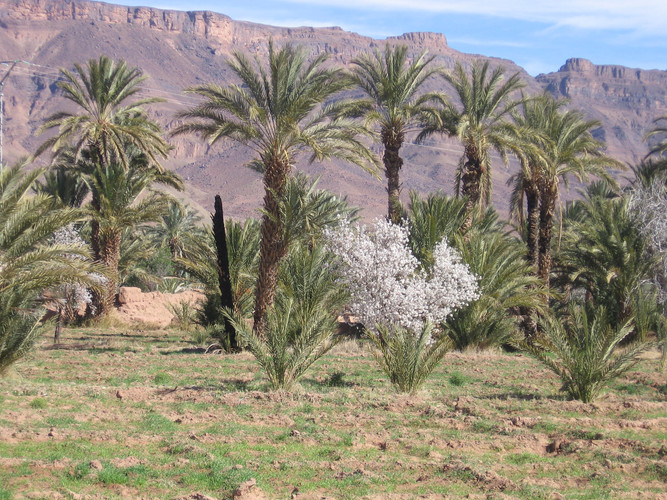 Vallée du Drâa (suite) et Vallée aux 45 kasbahs