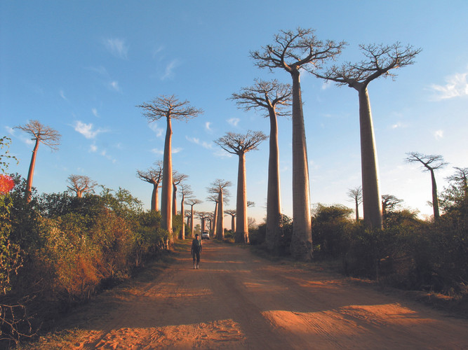 Antananarivo - Morondava - Kirindy