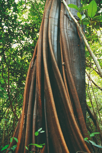 Forêt Amazonienne