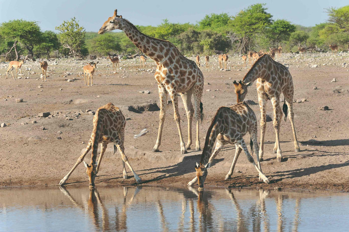 Etosha Sud