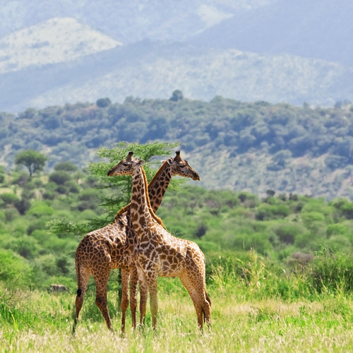 Arusha - Parc National de Tarangire