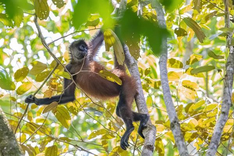 La petite Amazonie du Costa Rica