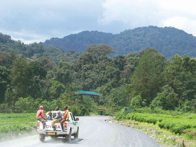 Transfert au parc national de Nyungwe