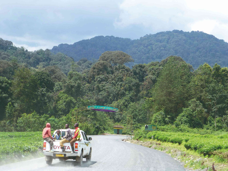 Transfert au parc national de Nyungwe