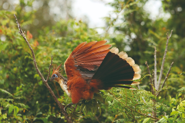 Parc Madidi