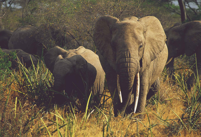 Du lac Manyara au parc national du Serengeti