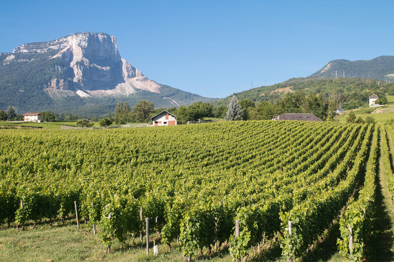 VIGNOBLES DE JONGIEUX