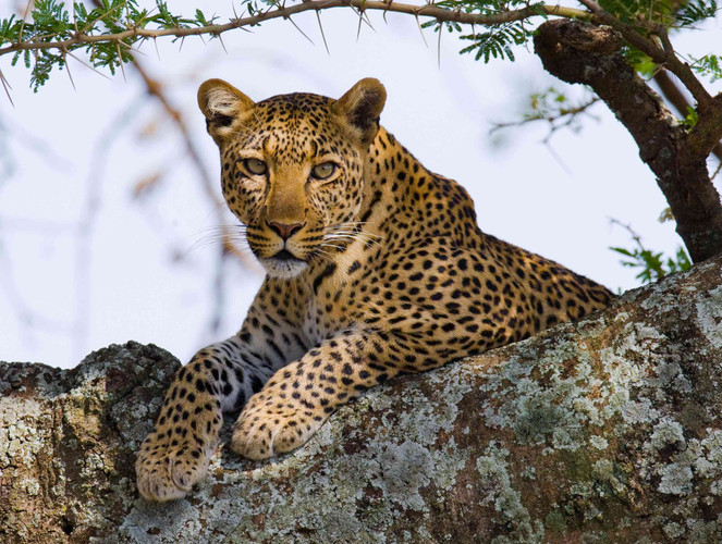 Parc National du Serengeti
