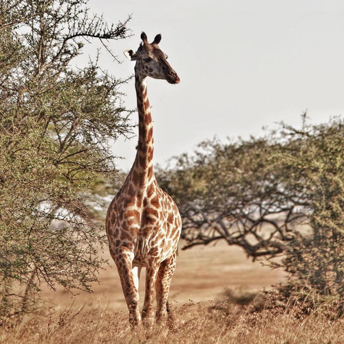 Arusha to Tarangire National Park