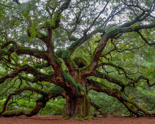 Découverte paisible de Savannah