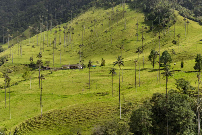Vallée de Cocora