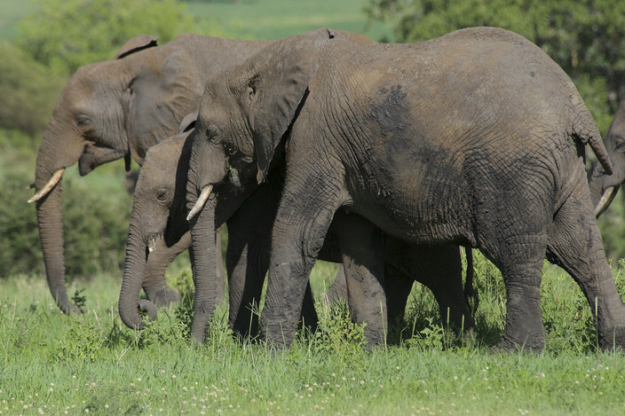 Parc national du Tarangire