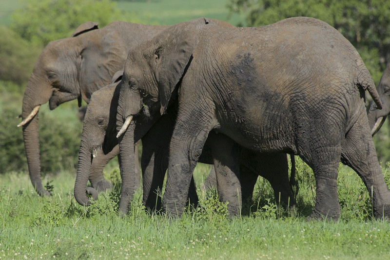 Parc national du Tarangire