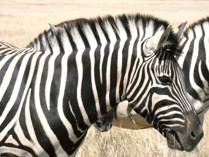 Etosha Sud