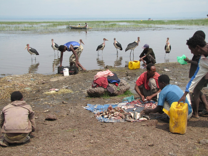 Le marché aux poissons