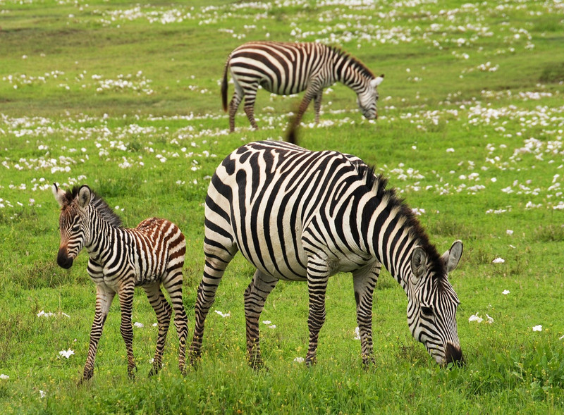 Journée complète d'observation des animaux dans le Serengeti