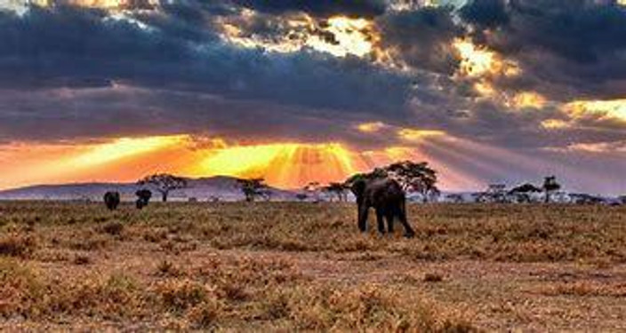 Safari dans le Serengeti